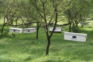 School's beehives