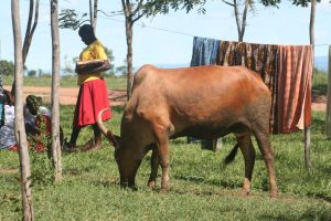 School's cow