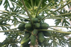 Fruit trees