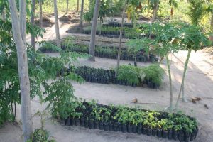 Tree nursery